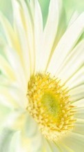 New mobile wallpapers - free download. Flowers,Plants picture and image for mobile phones.