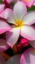 New 360x640 mobile wallpapers Plants, Flowers free download.