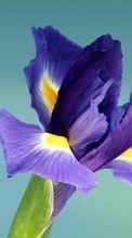 New mobile wallpapers - free download. Flowers, Plants, Iris picture and image for mobile phones.