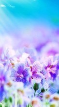 New mobile wallpapers - free download. Flowers, Plants, Pictures picture and image for mobile phones.