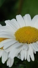New 360x640 mobile wallpapers Plants, Flowers, Camomile free download.