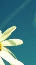 New 540x960 mobile wallpapers Plants, Flowers, Camomile free download.