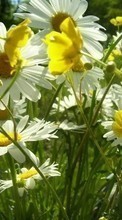 New mobile wallpapers - free download. Plants, Flowers, Camomile picture and image for mobile phones.