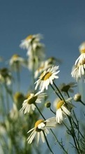 New mobile wallpapers - free download. Plants, Flowers, Camomile picture and image for mobile phones.
