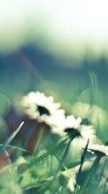 New mobile wallpapers - free download. Flowers,Plants,Camomile picture and image for mobile phones.