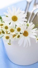 New 240x400 mobile wallpapers Plants, Flowers, Camomile free download.
