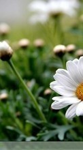 New 240x400 mobile wallpapers Plants, Flowers, Camomile free download.
