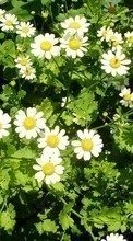 New 240x320 mobile wallpapers Plants, Flowers, Camomile free download.