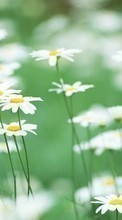 New 1024x600 mobile wallpapers Plants, Flowers, Camomile free download.