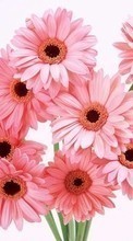 New mobile wallpapers - free download. Plants, Flowers, Gerberas picture and image for mobile phones.