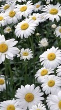 New 128x160 mobile wallpapers Plants, Flowers, Camomile free download.