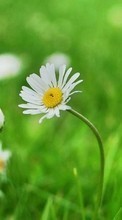 New 720x1280 mobile wallpapers Plants, Flowers, Camomile free download.
