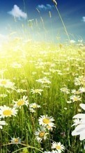New 800x480 mobile wallpapers Plants, Flowers, Camomile free download.