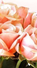 New 540x960 mobile wallpapers Plants, Flowers, Roses free download.