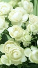 New mobile wallpapers - free download. Plants, Flowers, Roses picture and image for mobile phones.