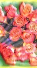 New mobile wallpapers - free download. Plants, Flowers, Roses picture and image for mobile phones.