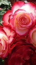 New mobile wallpapers - free download. Flowers,Plants,Roses picture and image for mobile phones.