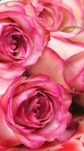 New mobile wallpapers - free download. Flowers,Plants,Roses picture and image for mobile phones.