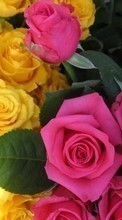 New 360x640 mobile wallpapers Plants, Flowers, Roses free download.