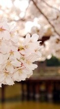 New mobile wallpapers - free download. Flowers, Plants, Sakura picture and image for mobile phones.