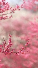 New mobile wallpapers - free download. Flowers,Plants,Sakura picture and image for mobile phones.