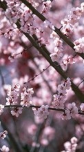 New 240x320 mobile wallpapers Plants, Flowers, Cherry, Sakura free download.