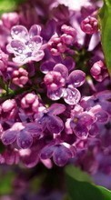 New mobile wallpapers - free download. Flowers, Plants, Lilac picture and image for mobile phones.