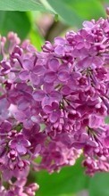 New mobile wallpapers - free download. Flowers, Plants, Lilac picture and image for mobile phones.
