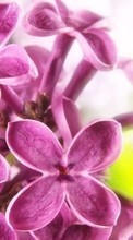 New mobile wallpapers - free download. Plants, Flowers, Lilac picture and image for mobile phones.