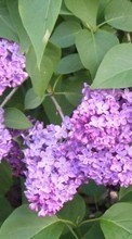 New mobile wallpapers - free download. Plants, Flowers, Lilac picture and image for mobile phones.