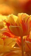 New 720x1280 mobile wallpapers Plants, Flowers, Tulips free download.