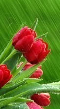 New 480x800 mobile wallpapers Plants, Flowers, Tulips free download.