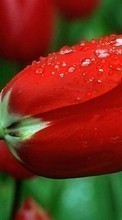 New 360x640 mobile wallpapers Plants, Flowers, Tulips free download.