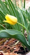 New 360x640 mobile wallpapers Plants, Flowers, Tulips free download.