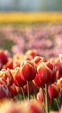 Flowers, Plants, Tulips for Motorola DEVOUR