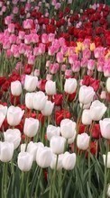 Flowers, Plants, Tulips for Nokia X2