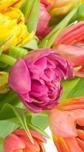 New mobile wallpapers - free download. Flowers, Plants, Tulips picture and image for mobile phones.