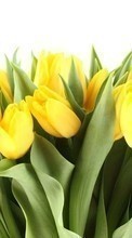 New mobile wallpapers - free download. Flowers, Plants, Tulips picture and image for mobile phones.