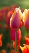 New mobile wallpapers - free download. Flowers,Plants,Tulips picture and image for mobile phones.