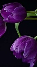 Flowers,Plants,Tulips for Samsung Galaxy Win Pro