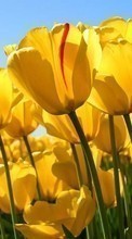 Flowers,Plants,Tulips for Google Pixel 5