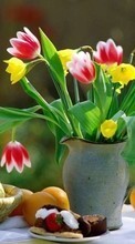 New mobile wallpapers - free download. Plants, Flowers, Tulips picture and image for mobile phones.