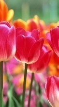 New mobile wallpapers - free download. Flowers,Plants,Tulips picture and image for mobile phones.