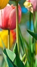 Flowers,Plants,Tulips for Sony Ericsson W302