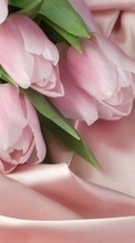Flowers,Plants,Tulips for Apple iPad 2