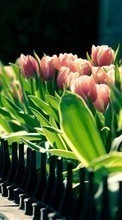 Flowers,Plants,Tulips for LG Spirit