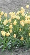 Plants, Flowers, Tulips for Motorola BACKFLIP