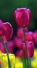 New 320x240 mobile wallpapers Plants, Flowers, Tulips free download.
