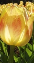 New 240x320 mobile wallpapers Plants, Flowers, Tulips free download.