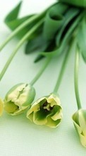 New 240x320 mobile wallpapers Plants, Flowers, Tulips free download.